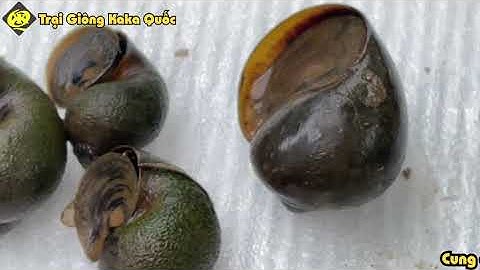 Cách Phân Biệt Ốc Bươu Đen Vs Bươu Vàng Từ Con Giống || KINH NGHIỆM CHỌN GIỐNG BƯƠU ĐEN, ỐC NHỒI