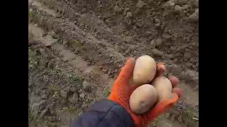 Креативний метод посадки картоплі, прикол