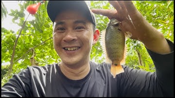 Nước Lớn Là Lúc Dể Săn Hàng Khủng Nhất-Câu Cá Rô Đồng / lãng tử miền tây T15