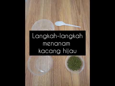 Menanam kacang hijau dengan media tissue