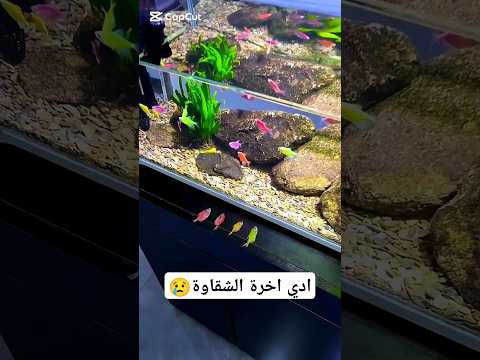 ادي آخرة الشقاوة