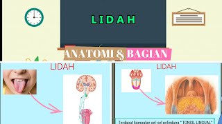 Anatomi & Bagian  L I D A H 