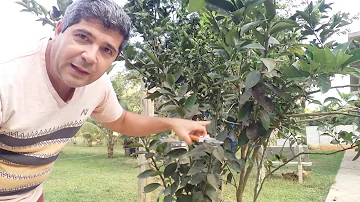 Como é feito a poda da laranjeira?