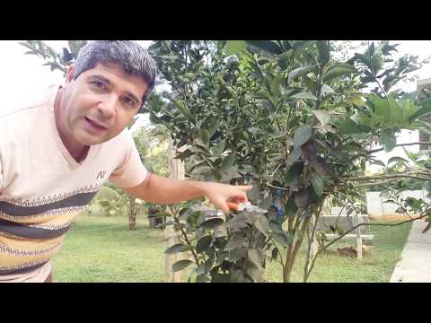 Vídeo: Aparar uma laranjeira - Como e quando podar laranjeiras