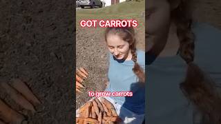 Planting and Harvesting Carrots: Soil Prep, Spacing, and Timing