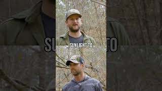 Utilizing Logging For Wildlife Habitat