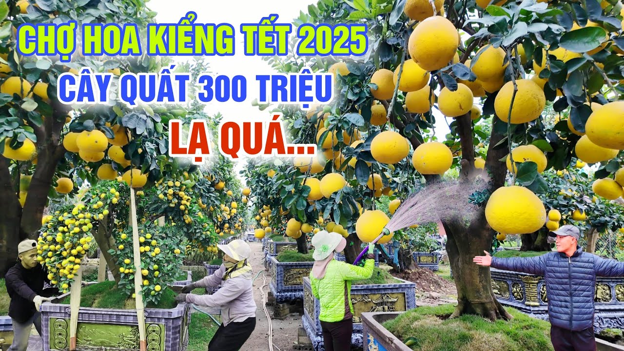 QUÁ KHỦNG CHỢ HOA KIỂNG TẾT 2025: CÂY QUẤT 300 TRIỆU ĐỘC LẠ CHƯA TỪNG CÓ