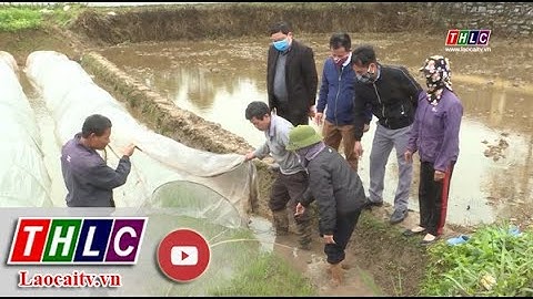 Thời sự Lào Cai 22h10 (18/2/2021) | THLC