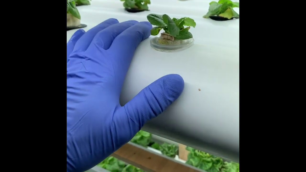 Living Water Hydroponic Farm - Fogo Island, Newfoundland - Intro Video