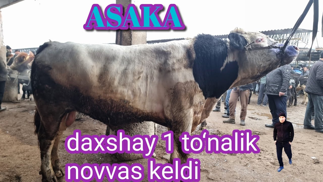 Asakaga 1 tonaliy buqa keldi