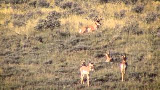 Rocky Mountain Ranches, Ltd. - Quality Private Land Hunting