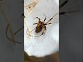 The Brown Widow, Latrodectus geometricus, is a close relative of the more familiar Black Widow.