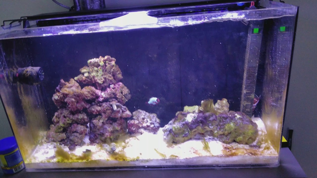 2 Current usa IC Loop vs 1 old current orbit usa  .