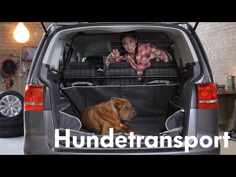 Hundetransport mit Auto, Fahrrad, Flugzeug, Hund unterwegs