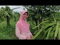 Perkebunan Terpadu durian alpukat black sapote rambutan cempedak buah naga sehat dan subur