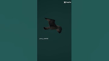 القران الكريم ما تيسر من سورة الشعراء #آيات #اكسبلور #القرآن_الكريم #راحة_نفسية #ايات_قرانيه_قصيره