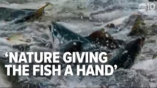 Salmon population have new chance to thrive as California water drought resolves