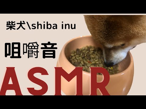 柴犬咀嚼音【ASMR】フレシャス