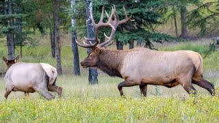 Biggest Elk Bull All Fired Up During the Elk Rut  Lots of Bugles