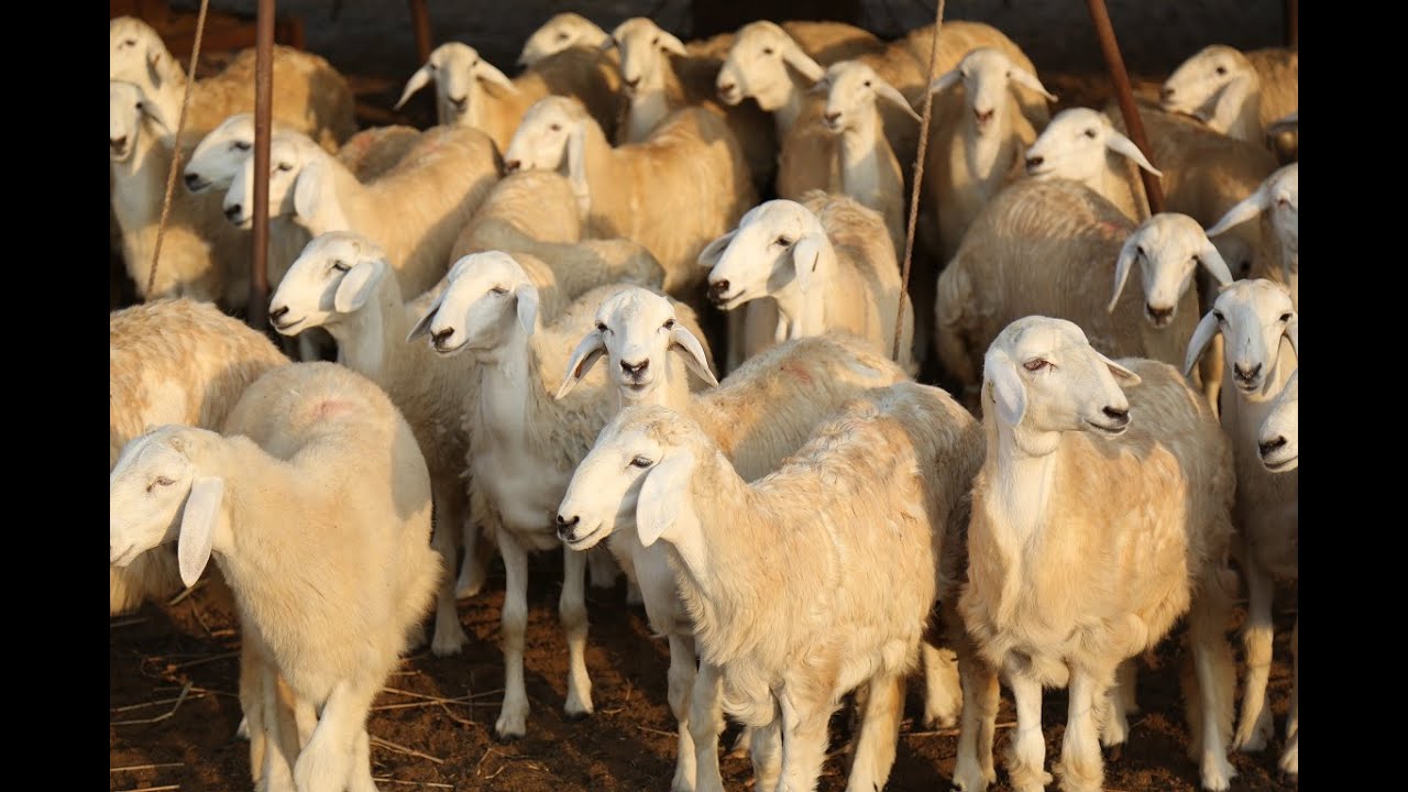 زياره الاستاذ ابو زاهر قناة نباتي ( الجزء الرابع )