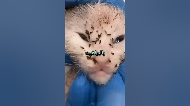 سبب إصابة القطط بالبراغيث #قطط #قطة #حقائق #معلومات