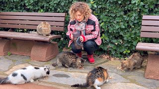 Caring Stray Cats: Ensuring Access to Clean Water |4K by Cats World 361 views 2 months ago 4 minutes, 13 seconds