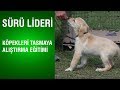 @Bereket TV  Sürü Lideri - Köpekleri Tasmaya Alıştırma Eğitimi