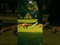 Survival of the Fittest: Why Prey Must Always Be Vigilant