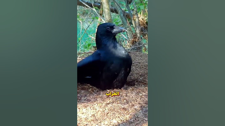 ما السر الموجود بين الغراب و النمل #shorts