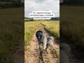 #меллстрой #юмор #прикол #шутка