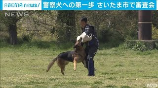 民間で訓練「嘱託警察犬」の審査会　さいたま市(2021年4月10日)