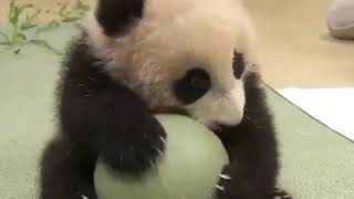 Don't touch this panda's ball!