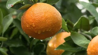 Kišna berba mandarina | Plodovi zemlje