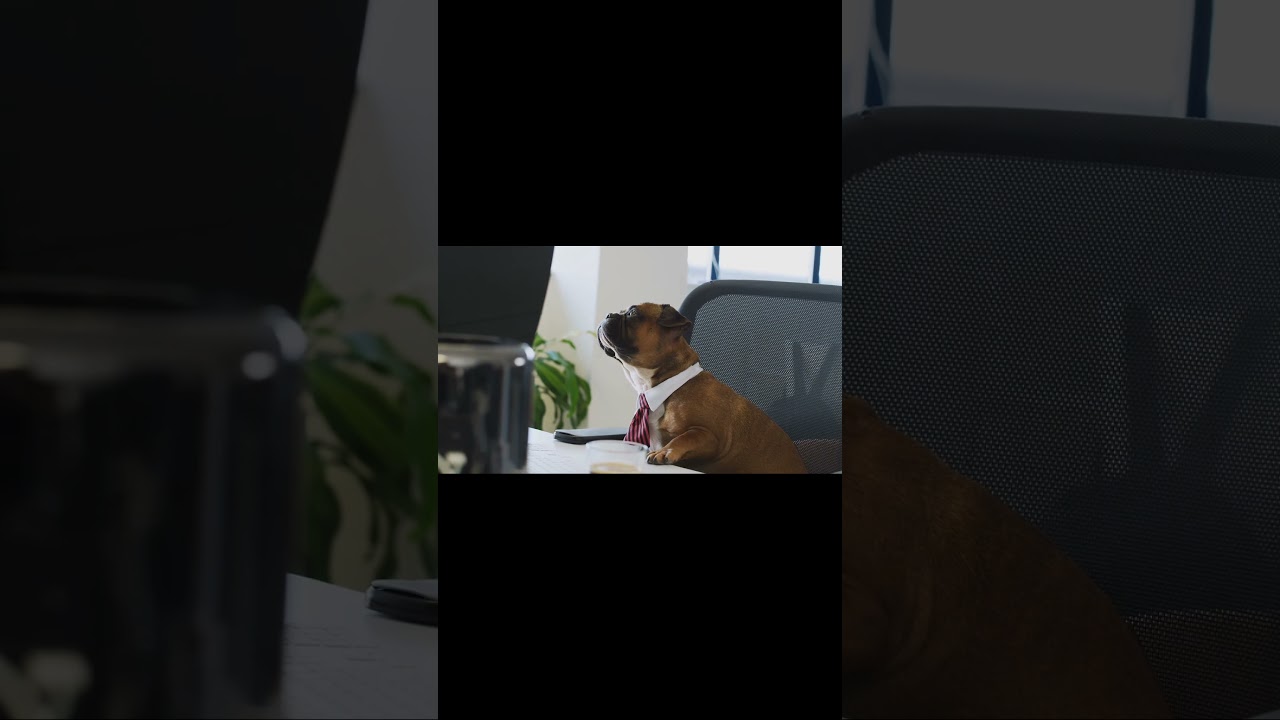 cute and funny animals video compilation. 