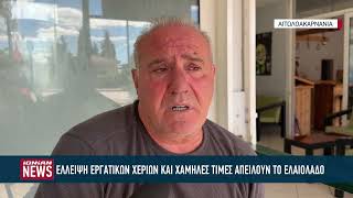 Έλλειψη εργατικών χεριών και χαμηλές τιμές απειλούν το ελαιόλαδο