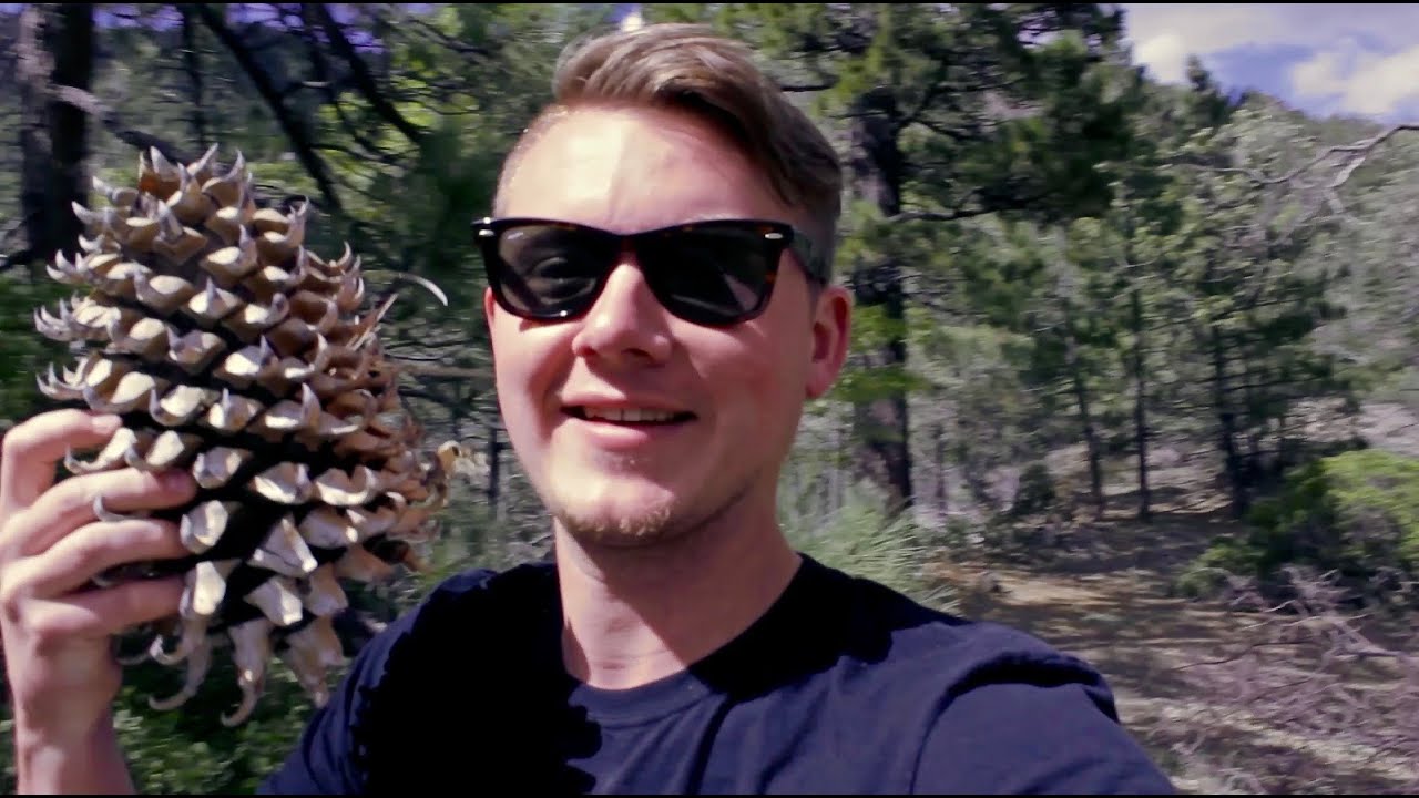 These Pine Cones Are HUGE!!! - YouTube