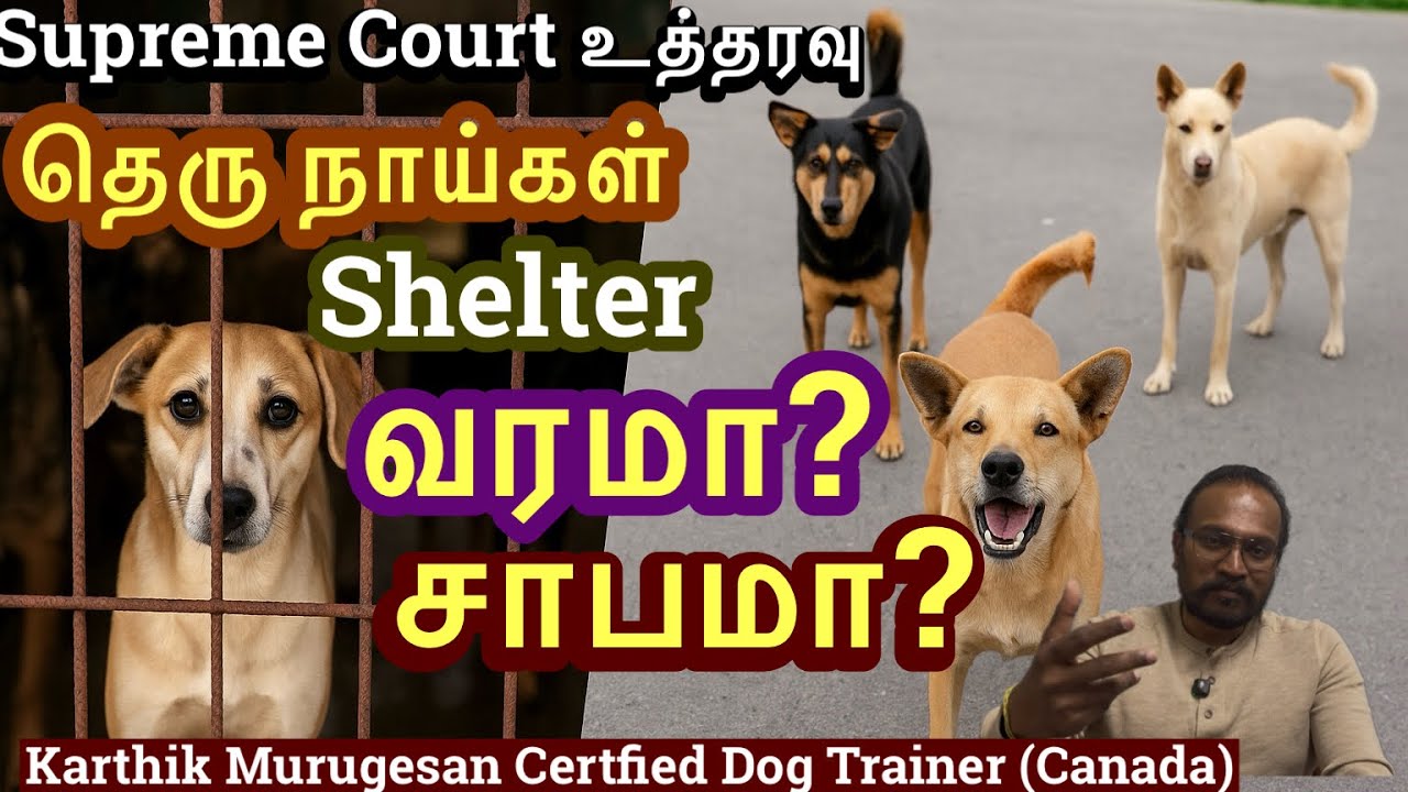Supreme Court Order on Stray Dog Shelter – 