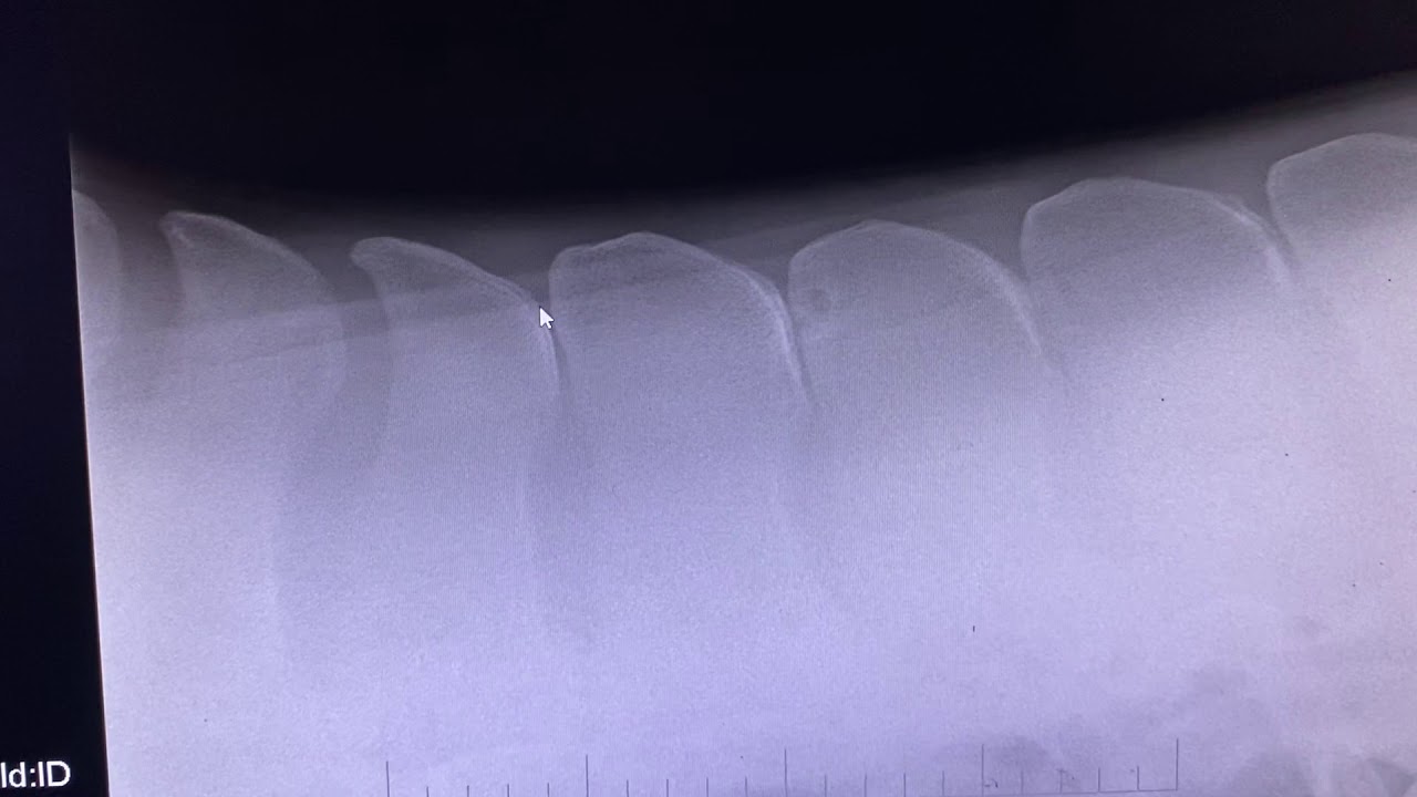 kissing-spine-surgery-in-horses-honnas-technique-youtube