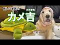 【新しい家族】？カメ吉（かめきち）が我が家にやって来ました！