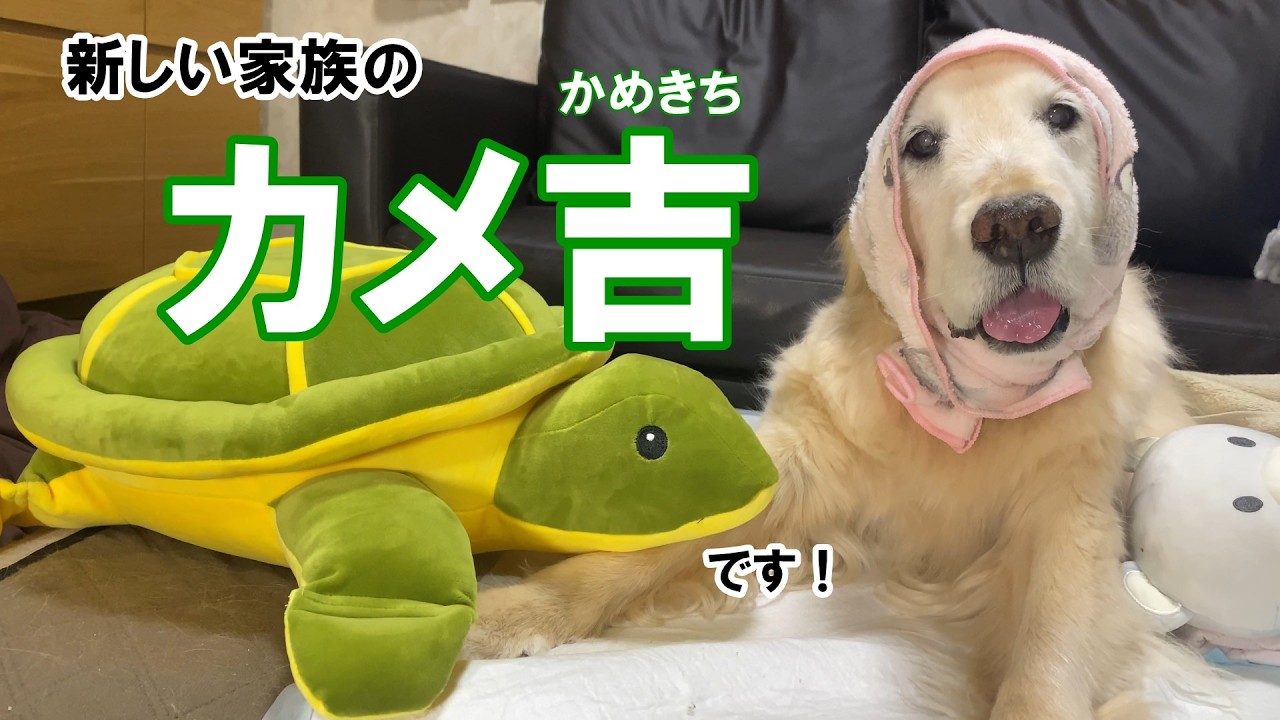A new family member? Kame-kichi has come to our home! - YouTube