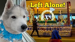 Leaving the Dogs Home Alone for the Parade. . .