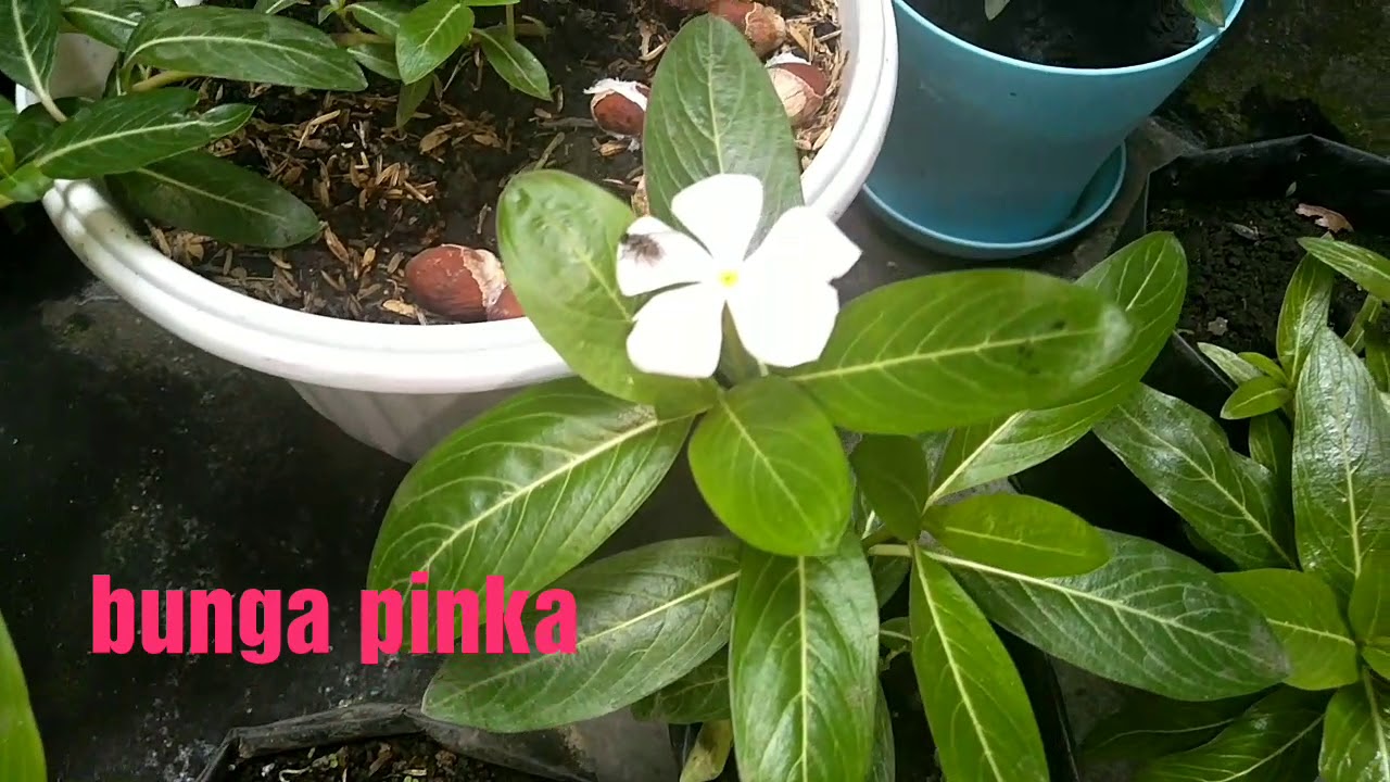 Bunga Pinka Dan Cara Perawatannya Youtube