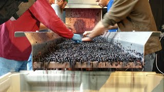 Volunteer to make wine in Woodinville - KING 5 Evening screenshot 3