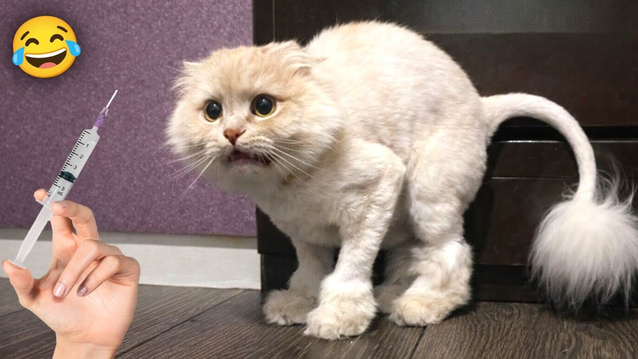 Cat vs Injection 😂| Funny Compilation 