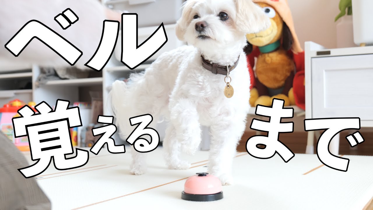 犬の芸 チンベルを覚えるチワプー 教え方のコツも 新技習得 A Little Dog Practicing Ringing A Bell Youtube