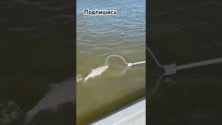 Упал в лодке!!! #астрахань #2025 #fishing #лайк #fish #жерех