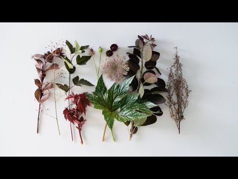 Video: Monokromatiske blomsterarrangementer: Lær om monokulturplantning i potter