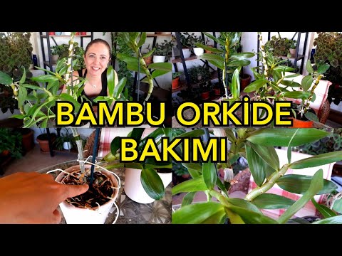 Video: Dendrobium: bakım ve üreme