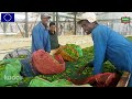 EU-MARKUP project: the quality of Burundian tea now irreproachable on the external market