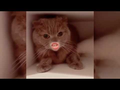Gulmekten Sicirtan Komik Kedi Videolari Youtube